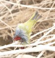 /album/some-overseas-trips/wood-warbler-impaled-on-woodchat-shrikes-larder-eilat-march-2009-jpg/